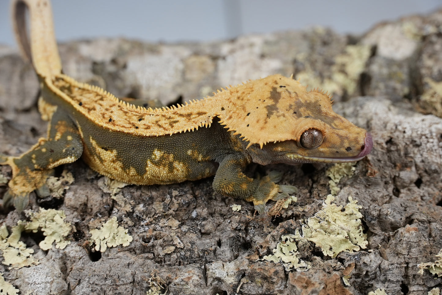 Wonton (proven male)