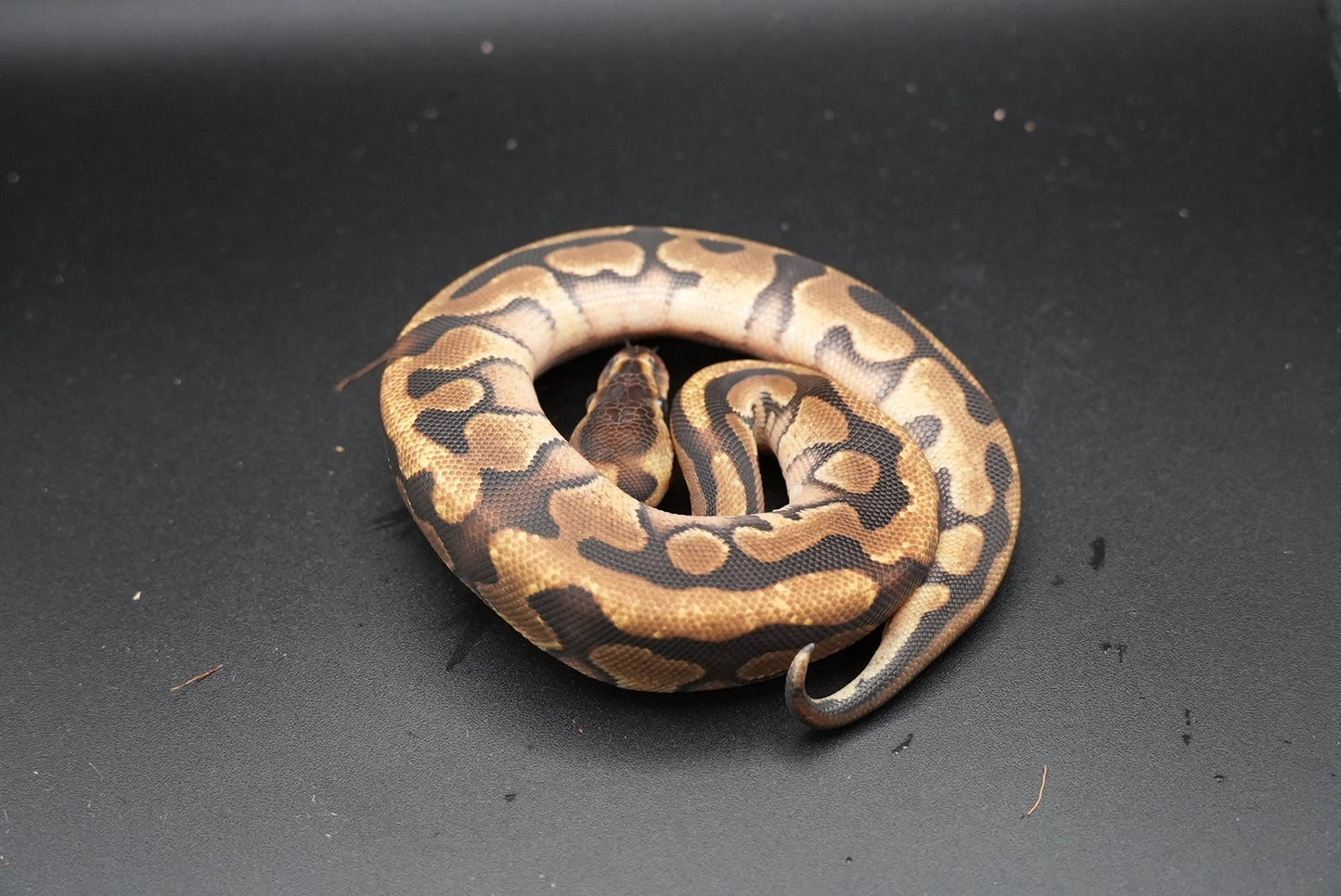 Mahogany, Enchi, Puzzle