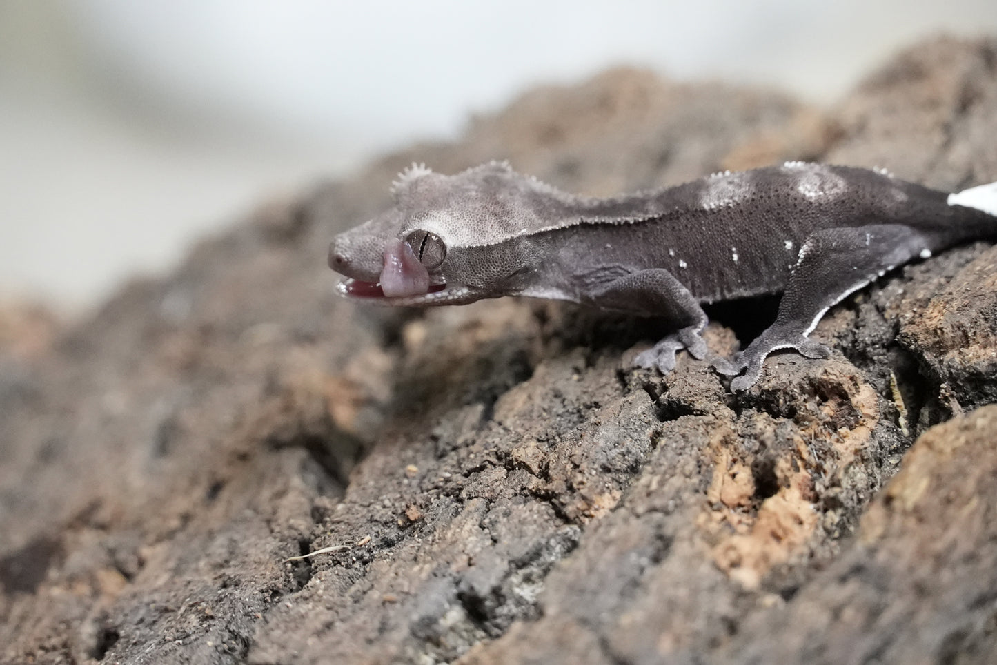 Axanthic 01