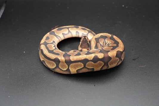 Mahogany, Enchi, Puzzle