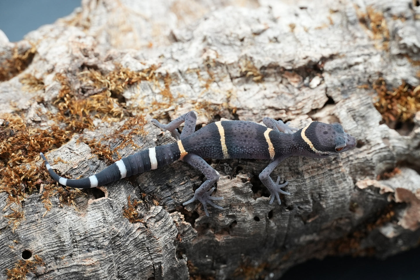 Chinese cave gecko