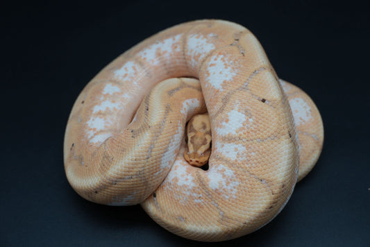 Male proven breeder banana spider Dinker