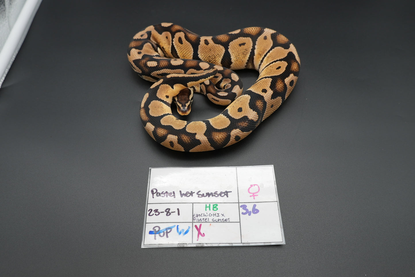 Female Pastel Het Sunset 23-8-1