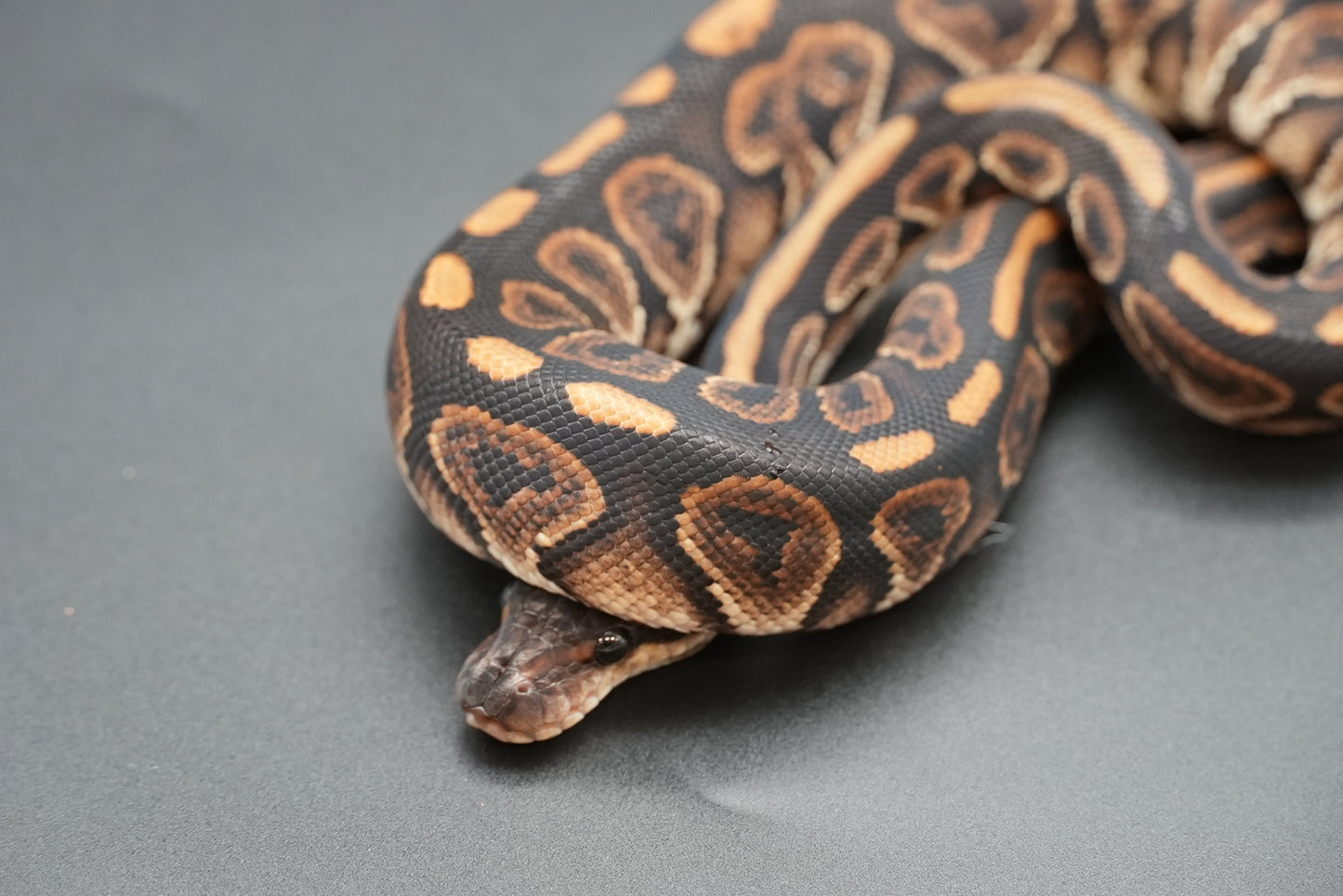 Female Black Pastel, HRA 24-10-2