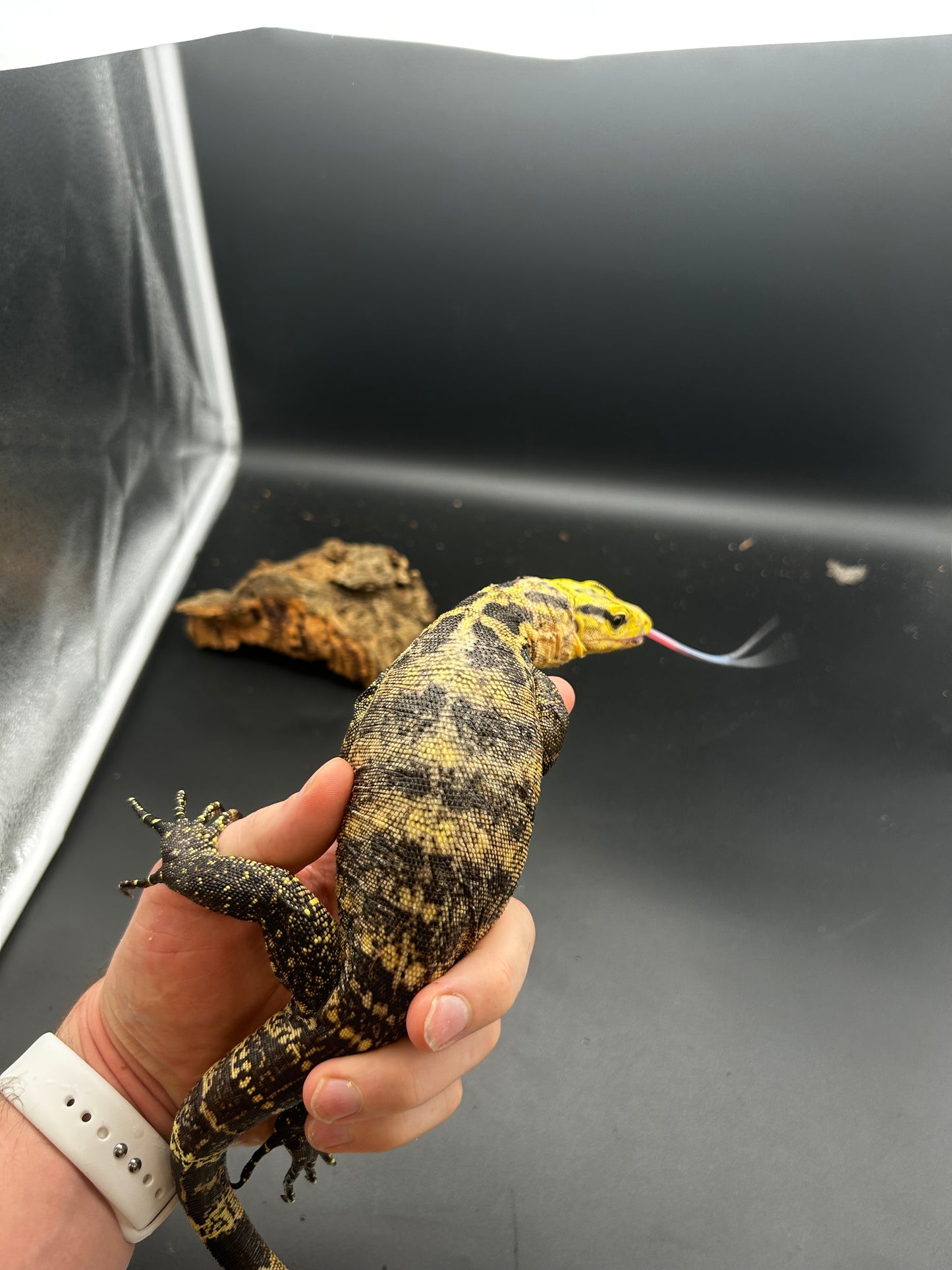 Varanus Cumingii