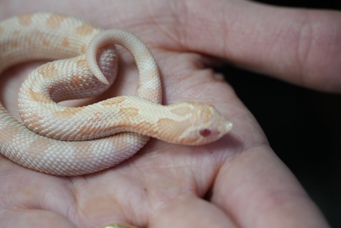 1.1 Western Hognose Pair