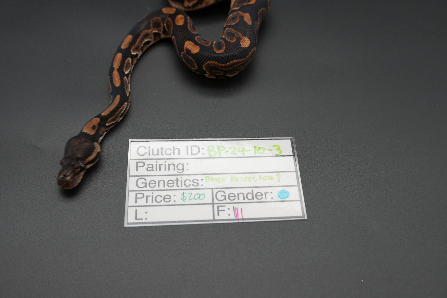 Male Black Pastel, HRA 24-10-3