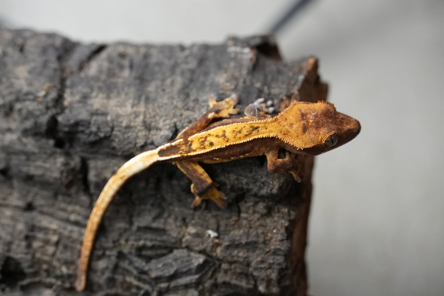 Crested gecko 25-5-2