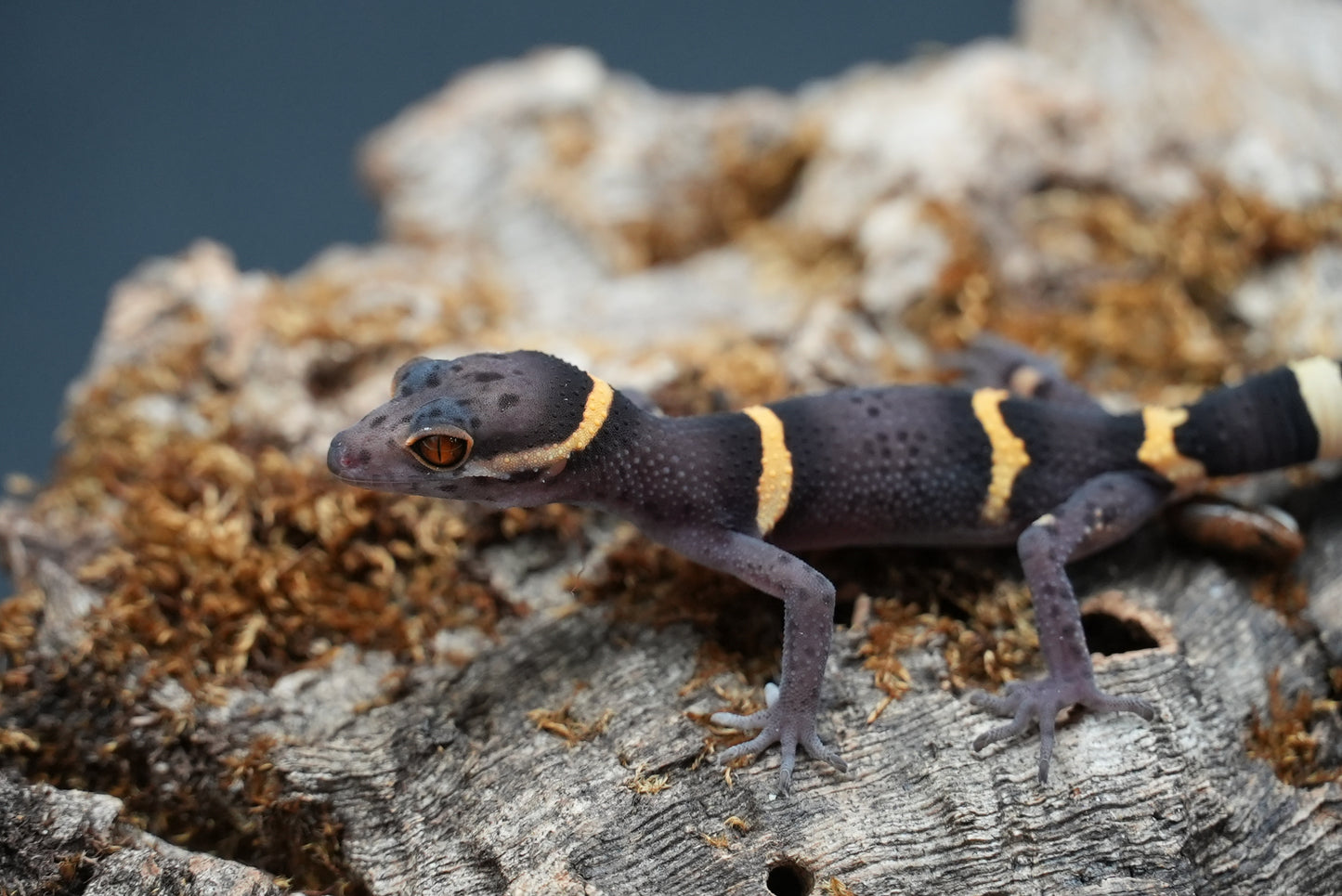 Chinese Cave Gecko