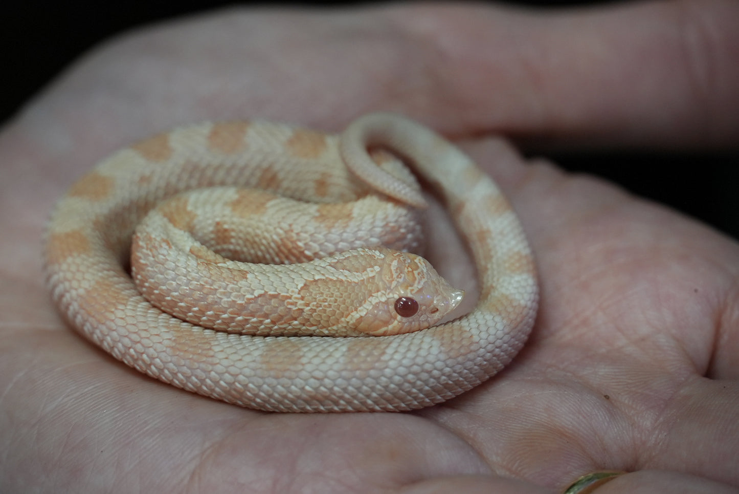 1.1 Western Hognose Pair