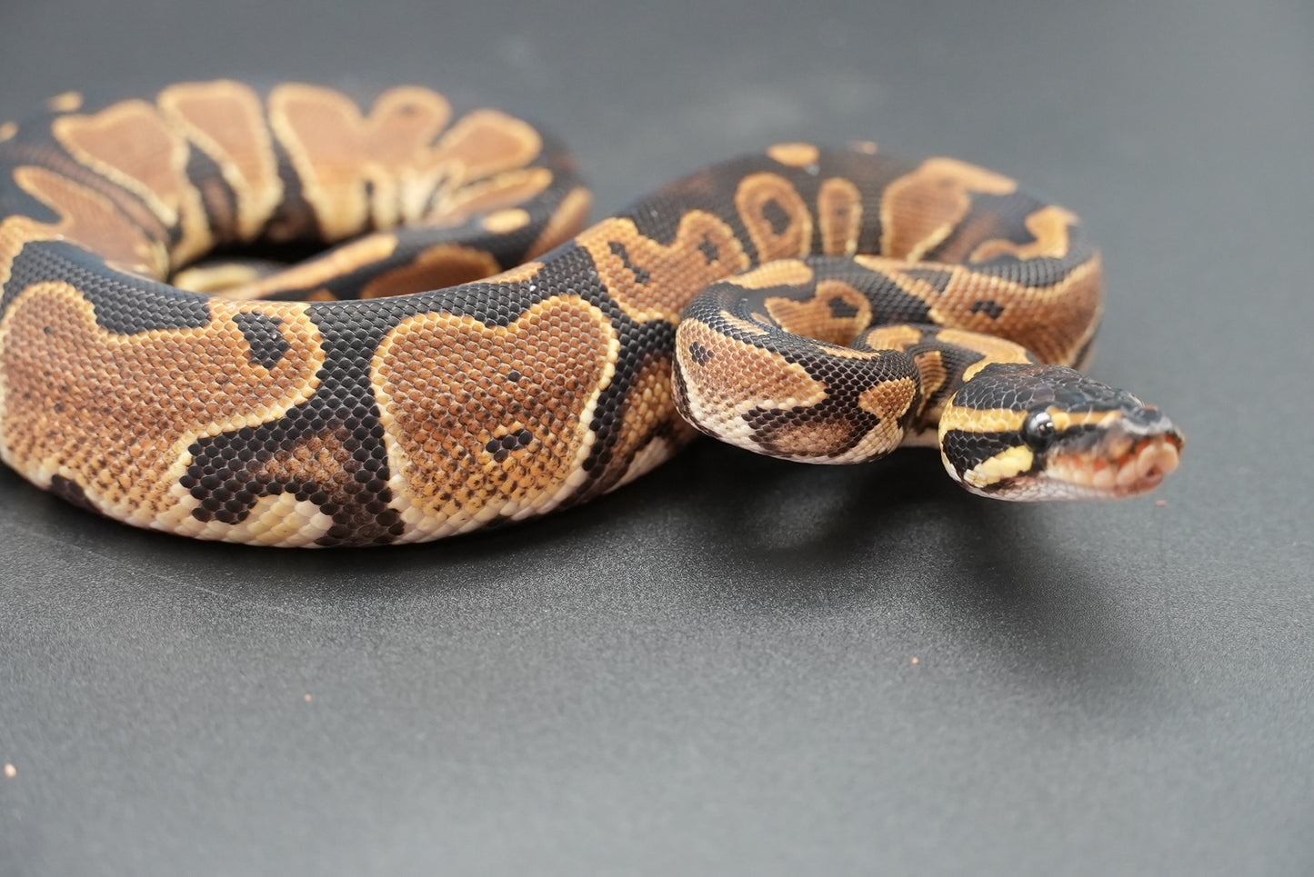 Male Possible HRA, Yellowbelly 24-10-6