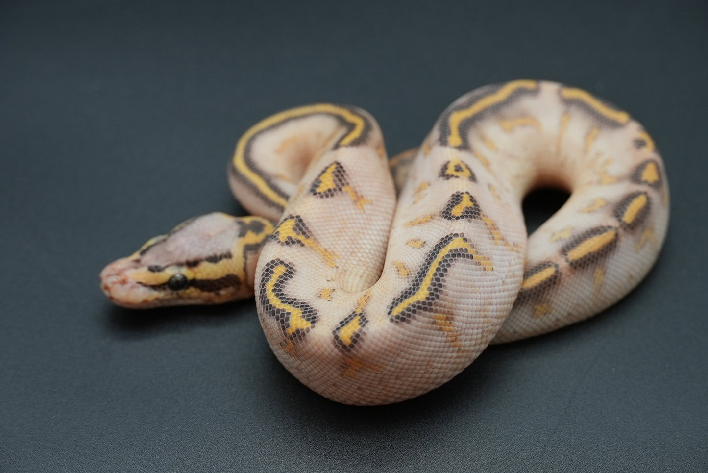 Female Pastel, Highway 24-9-2
