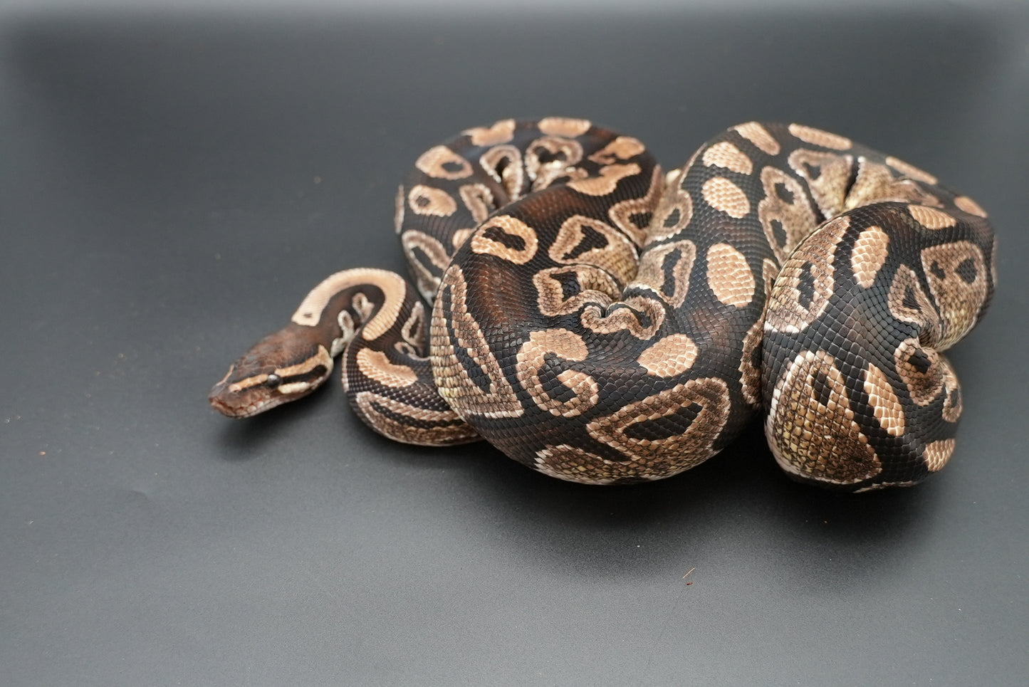 Female Honey 0010 Proven Breeder