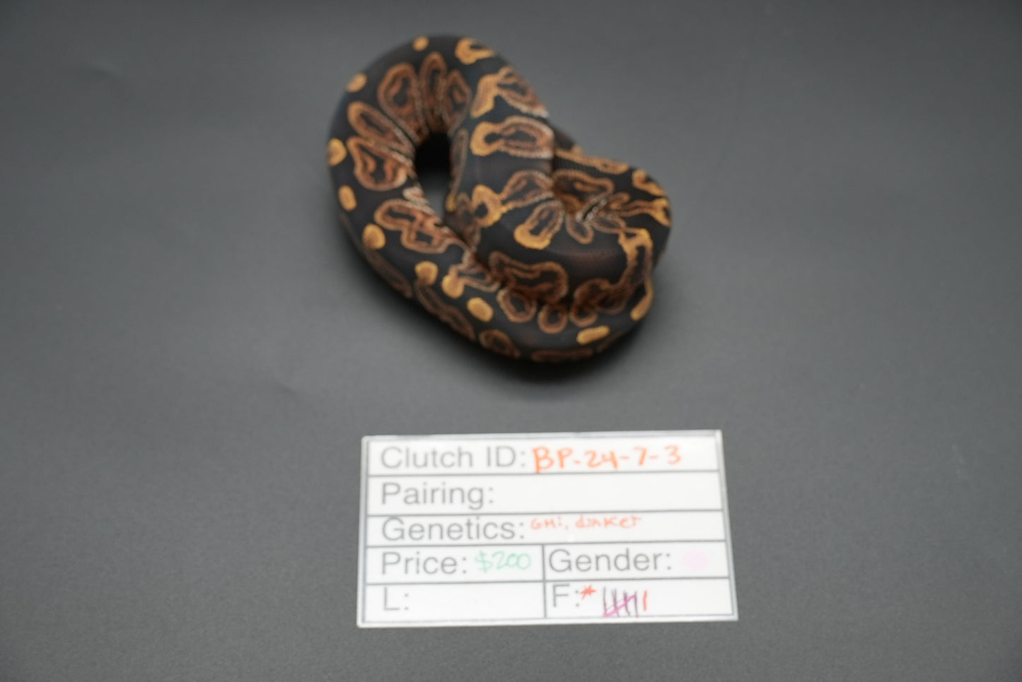 Female GHI Dinker 24-7-3