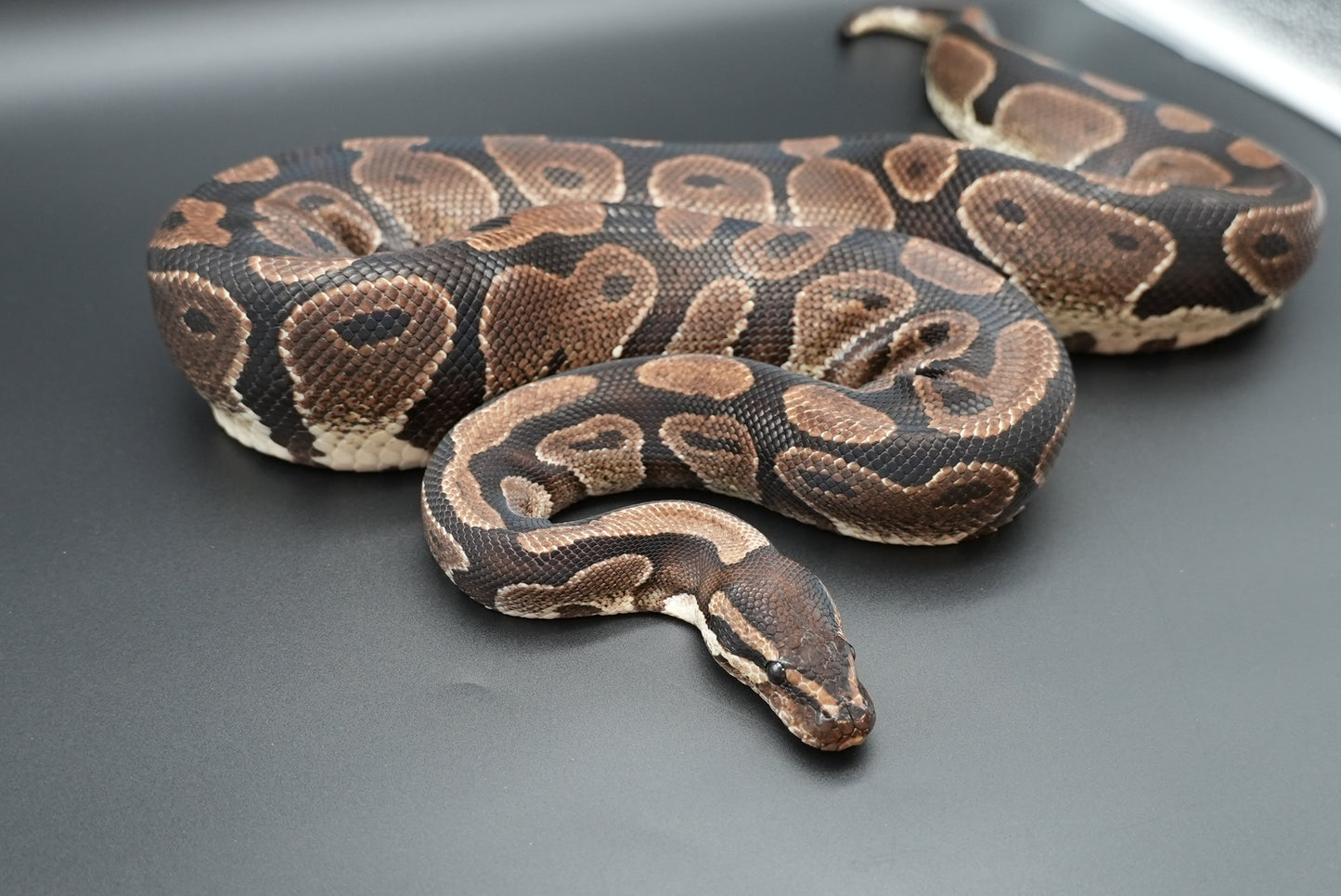 Female Chocolate Proven Breeder BP-F-5