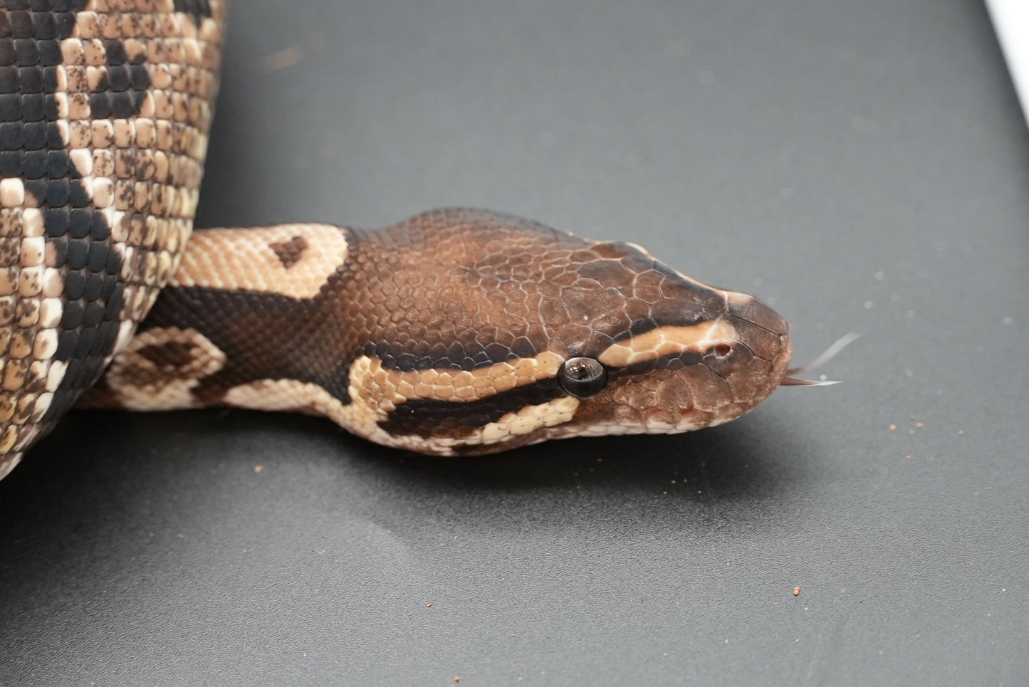 Female Honey 0010 Proven Breeder