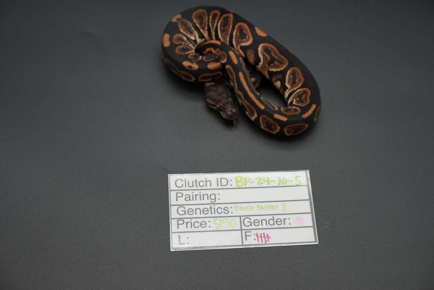 Female Black Pastel 24-10-5