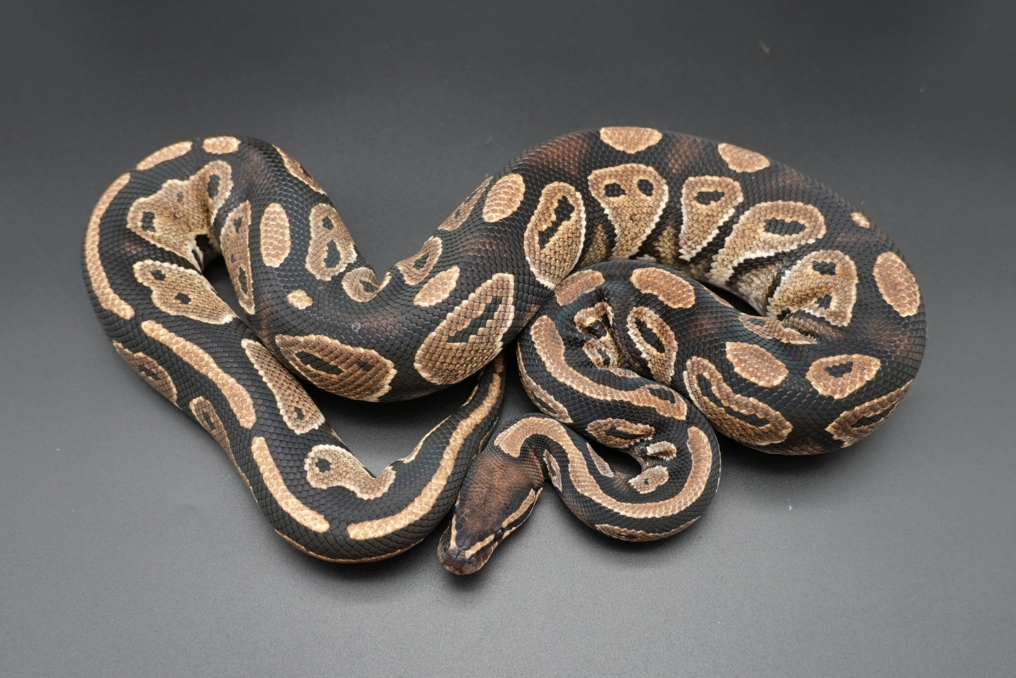 Male Black Head Het Clown BP-M-7