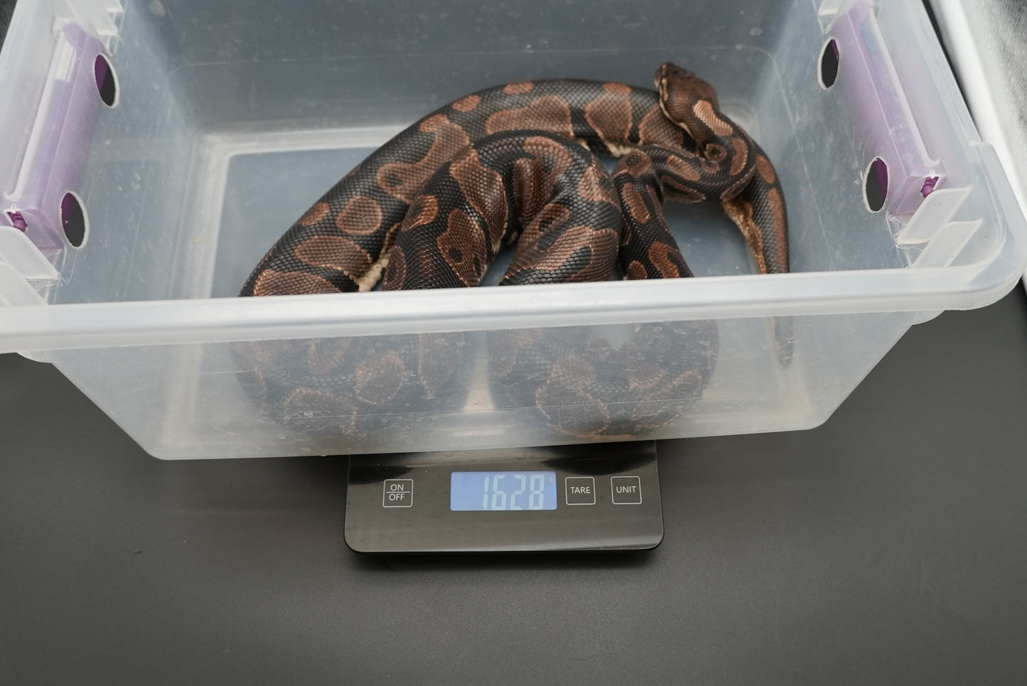 Female Vanilla "Uno" BP-F-6