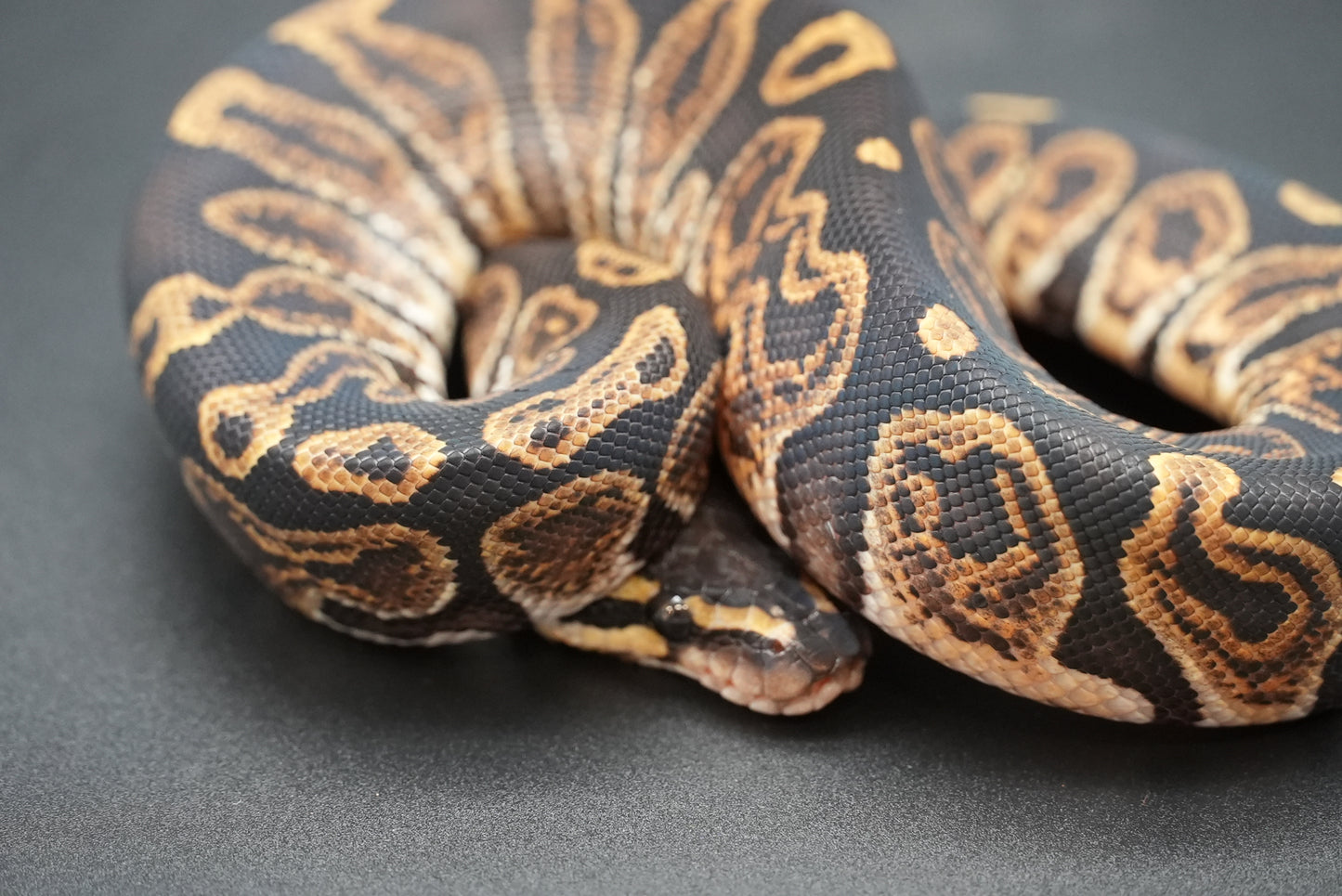 Female GHI Dinker 24-7-3