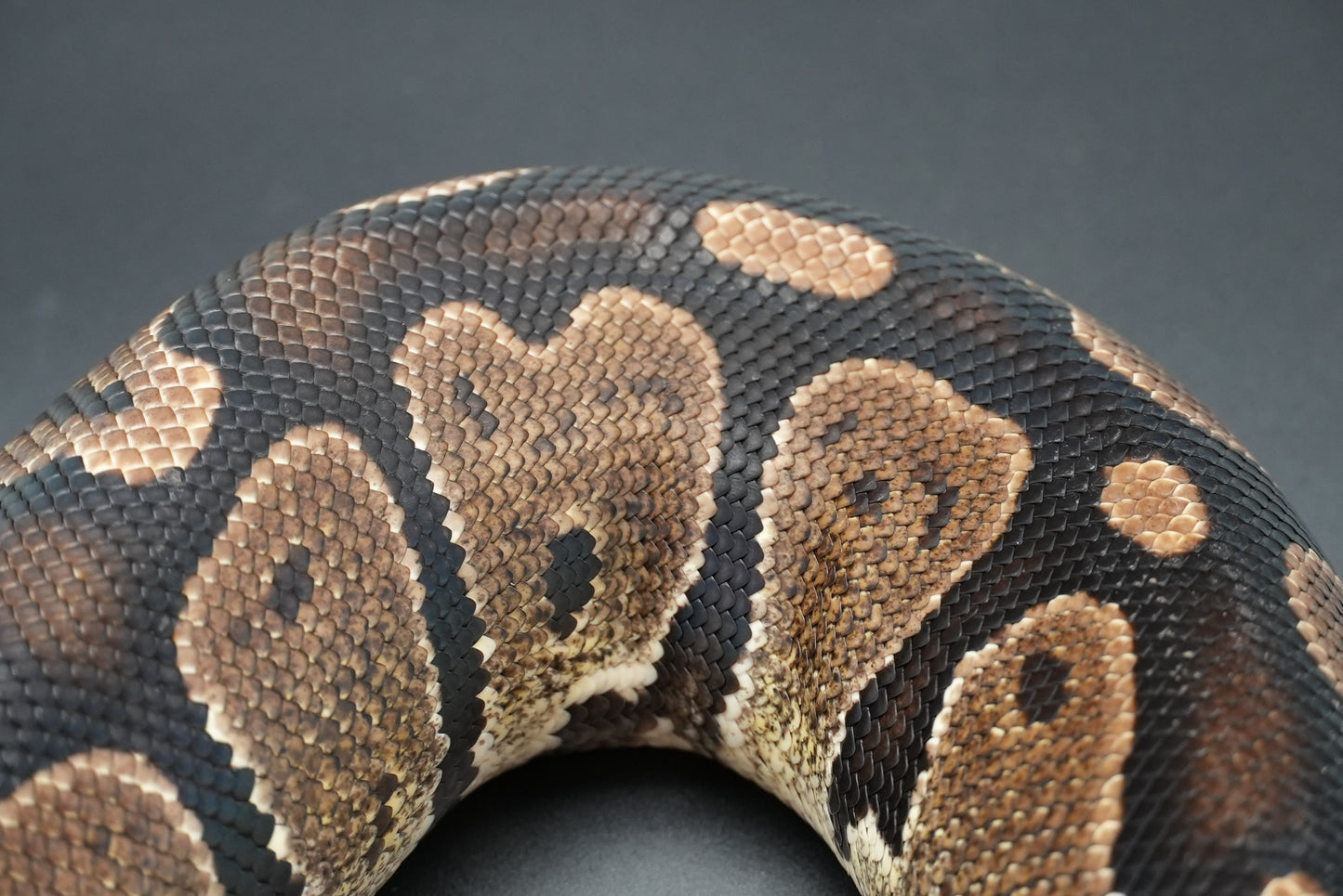 Female Granite Het Pied