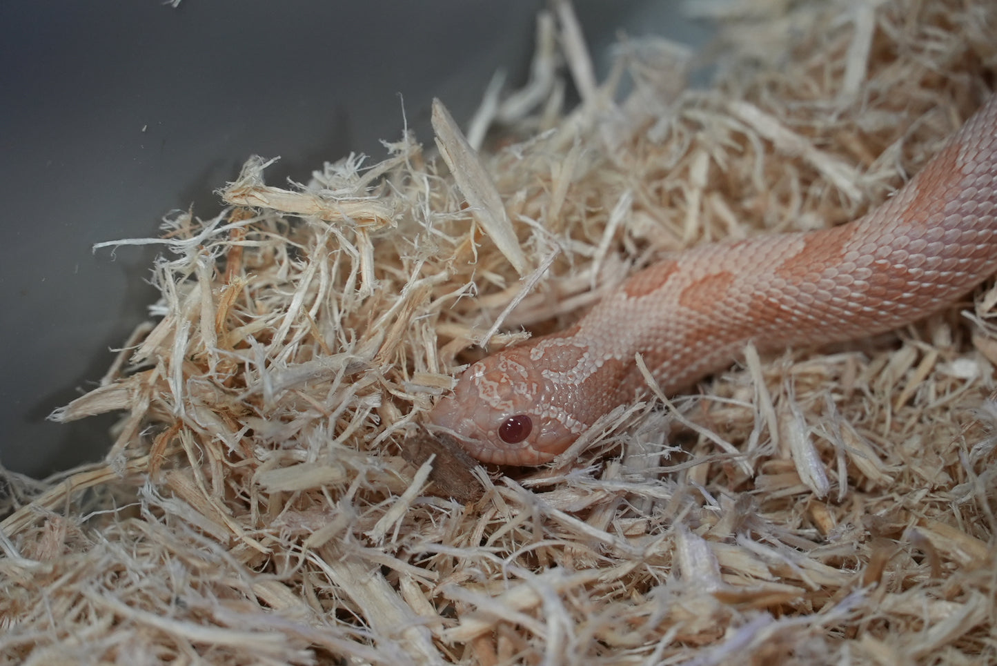 1.1 Western Hognose Pair