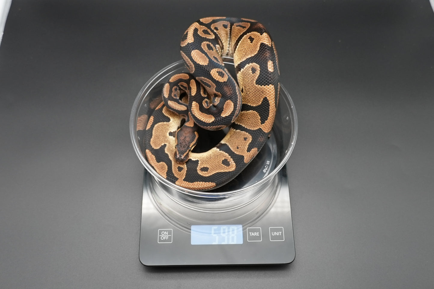 Male Het Sunset VPI Pied 23-15-5