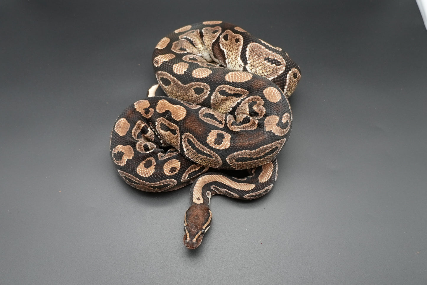 Female Honey 0010 Proven Breeder