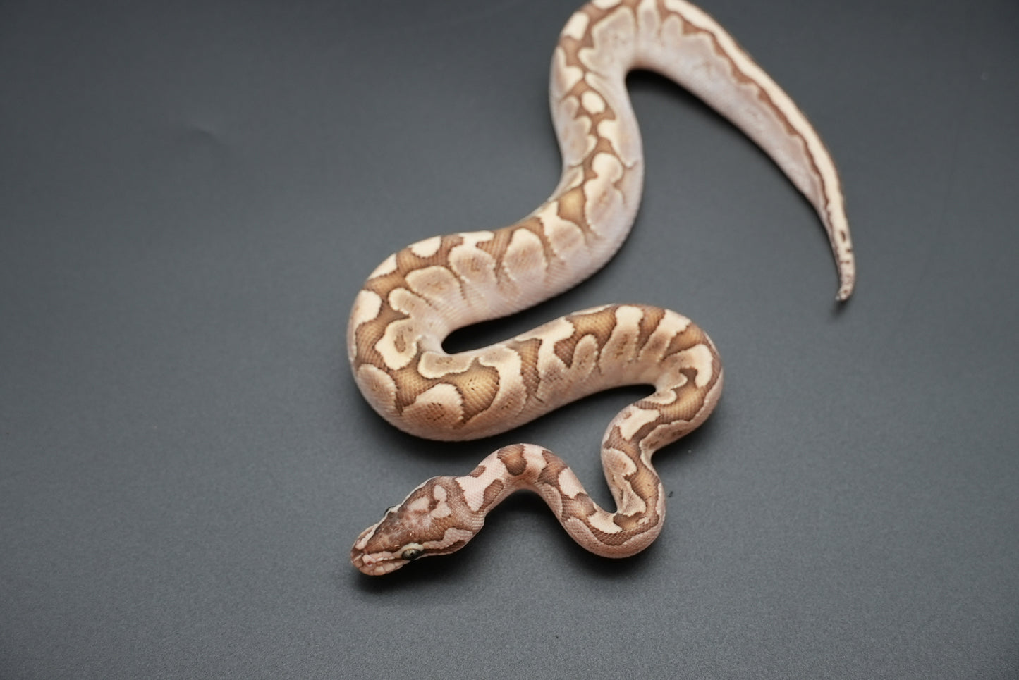 Female Bamboo, Pos Pastel, Gravel 24-4-3
