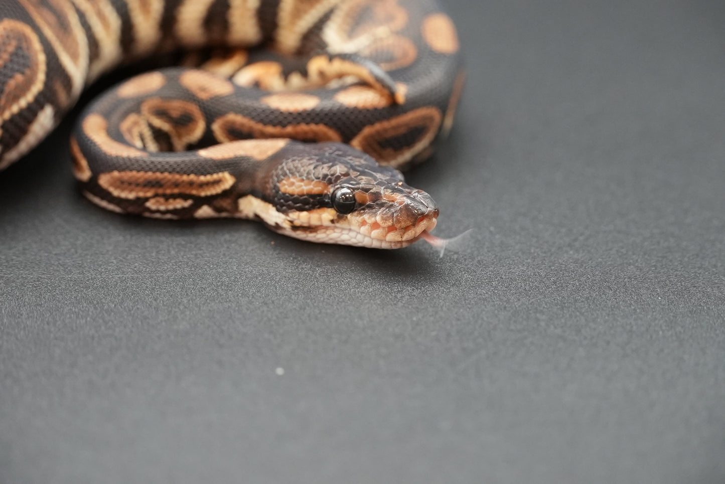 Male Black Pastel 24-10-4