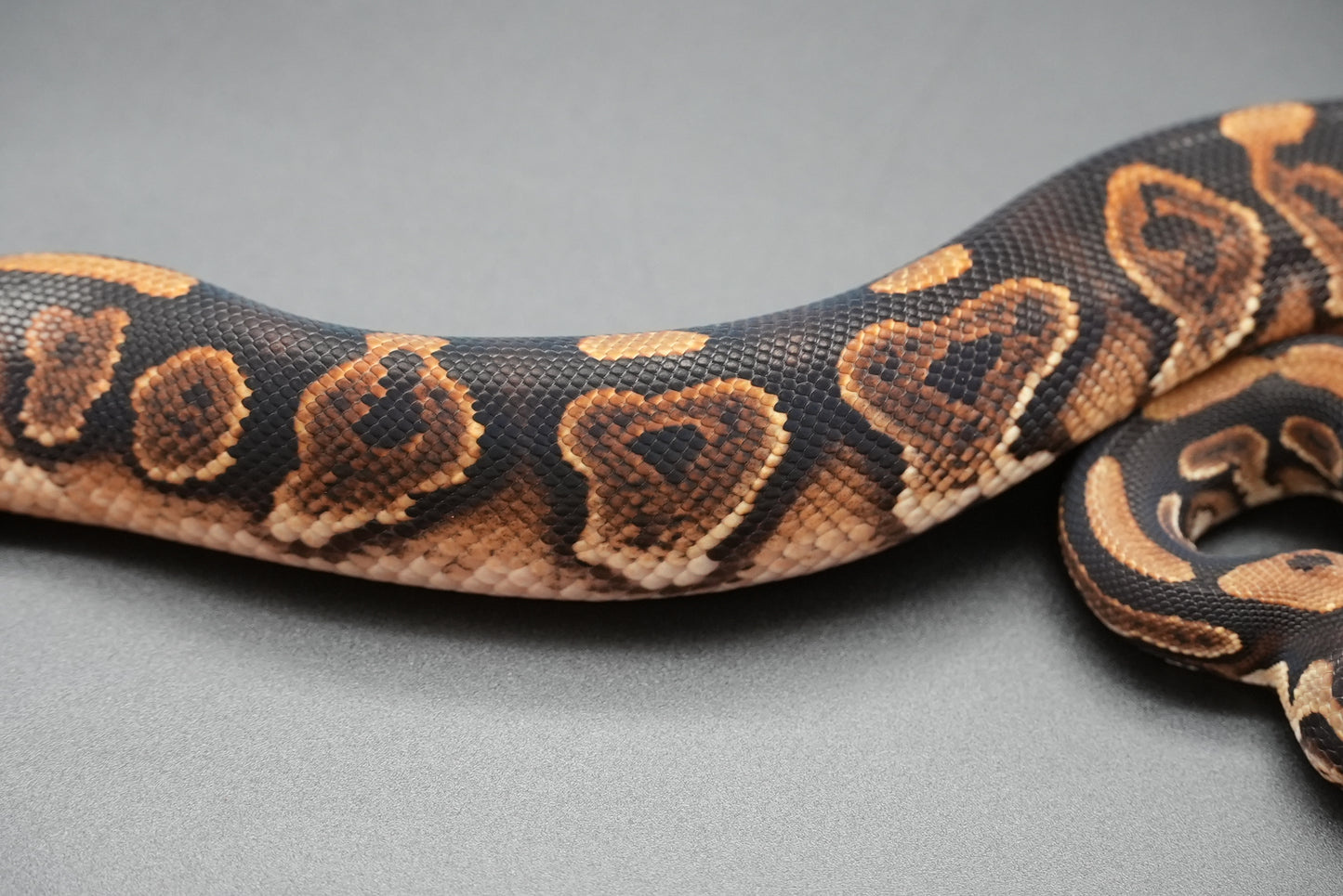 Male Black Pastel, HRA 24-10-3