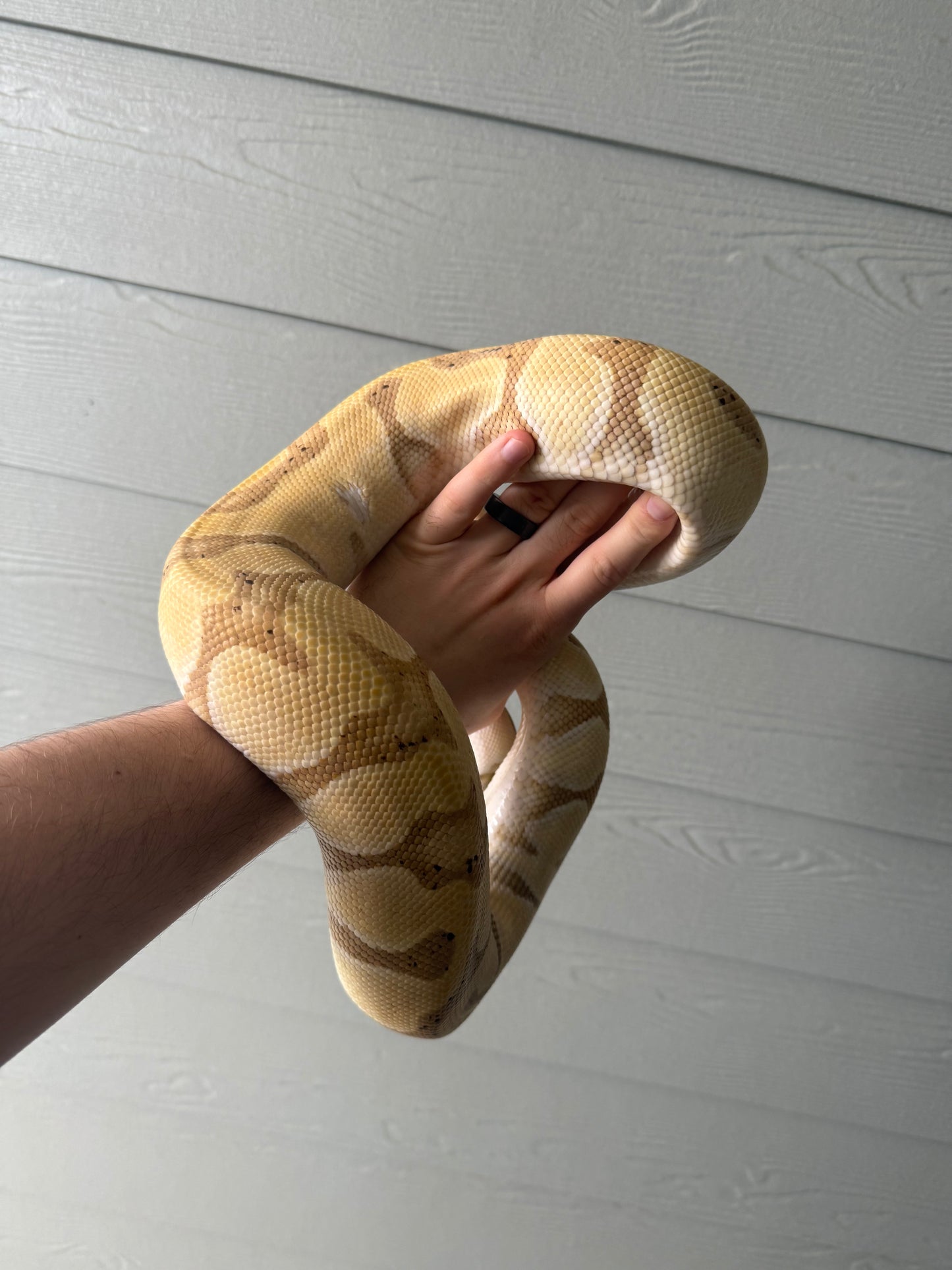 Banana Blade Het Clown (Proven Female)