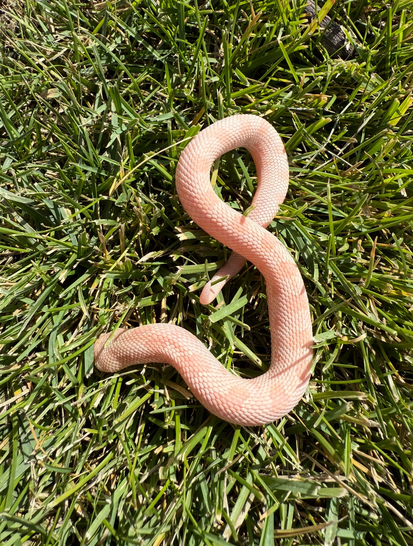 Coral Conda female hognose