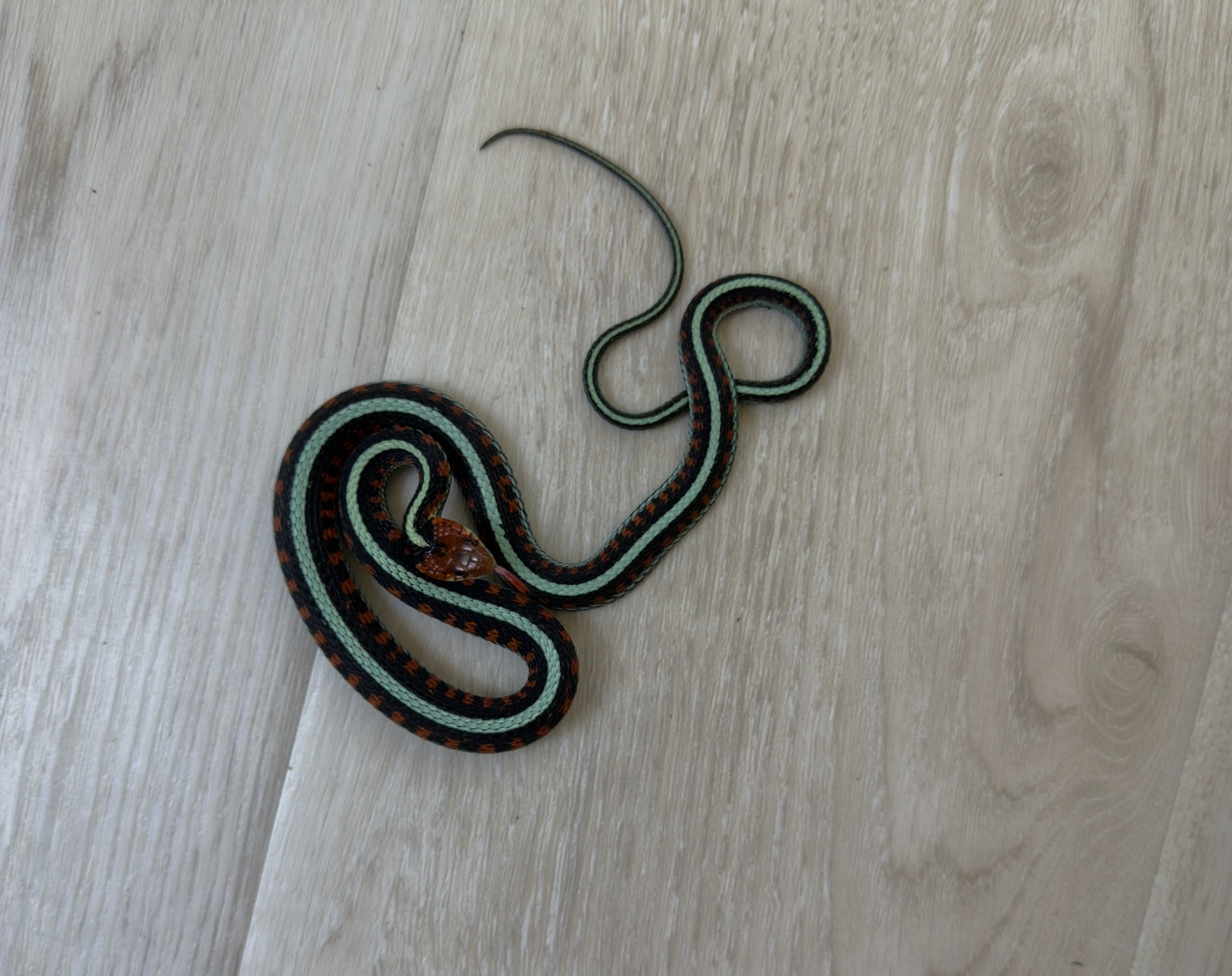 California Red Sided Garter Snakes (2)