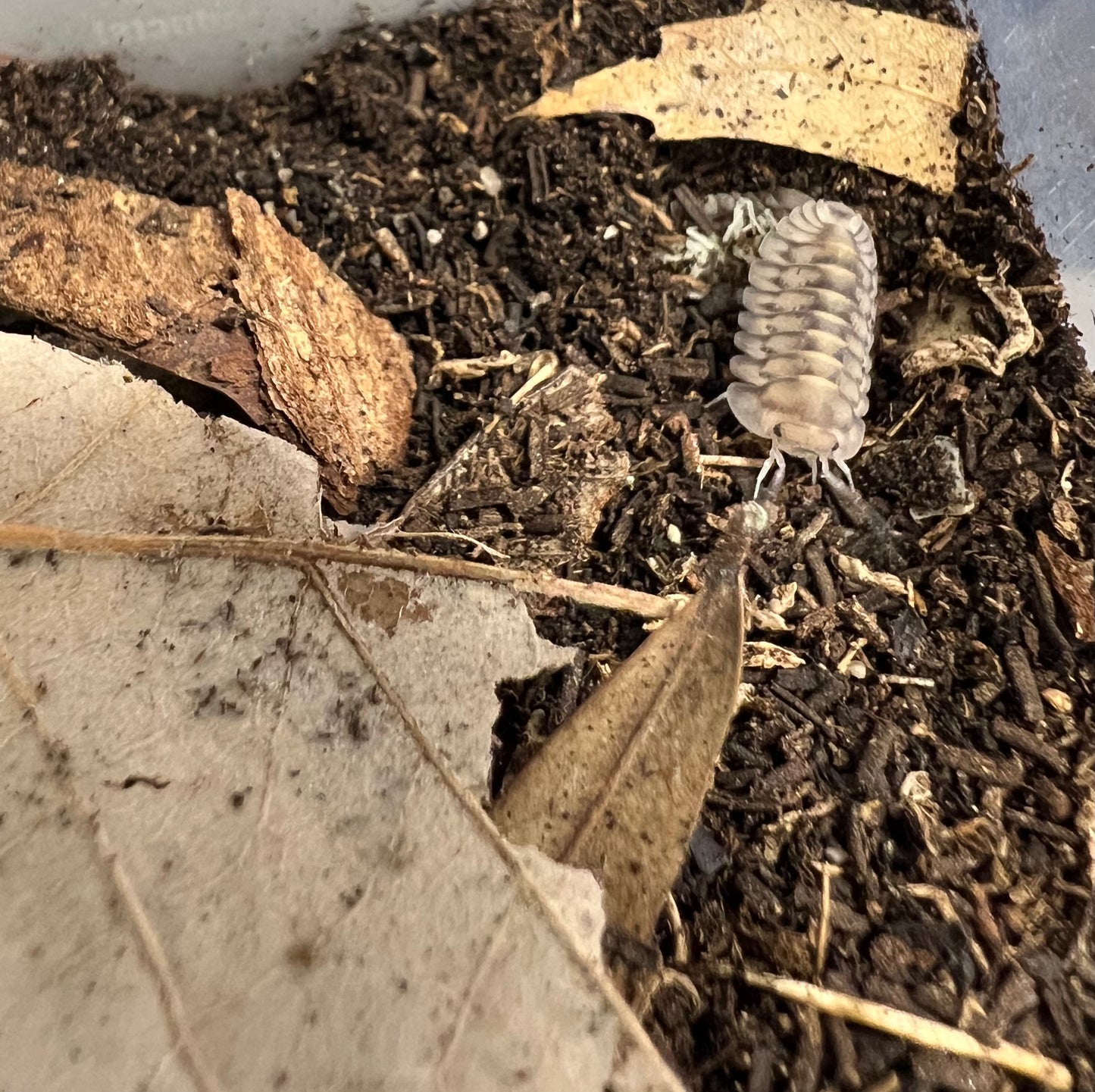 Cubaris sp. Tiger Stripe Silver Isopods