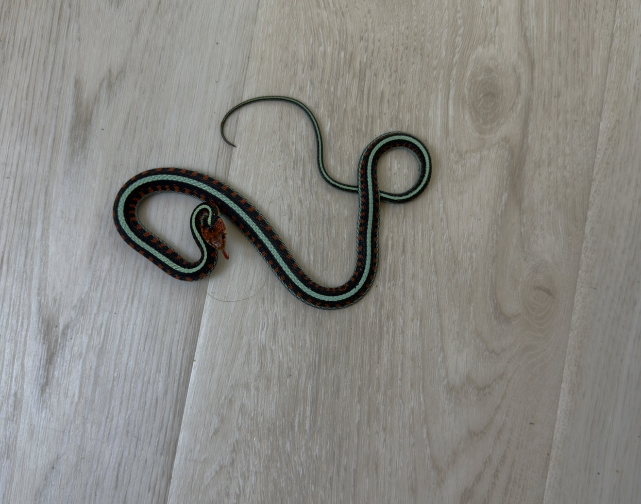 California Red Sided Garter Snakes (2)