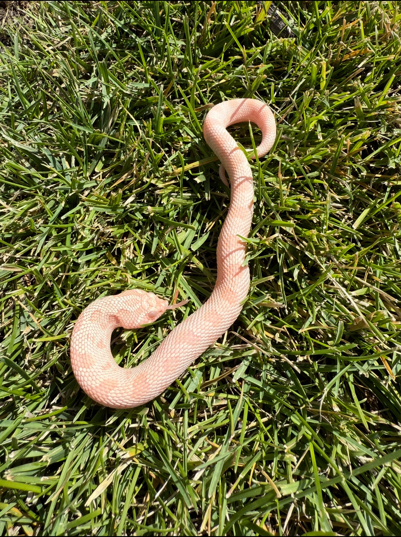 Coral Conda female hognose
