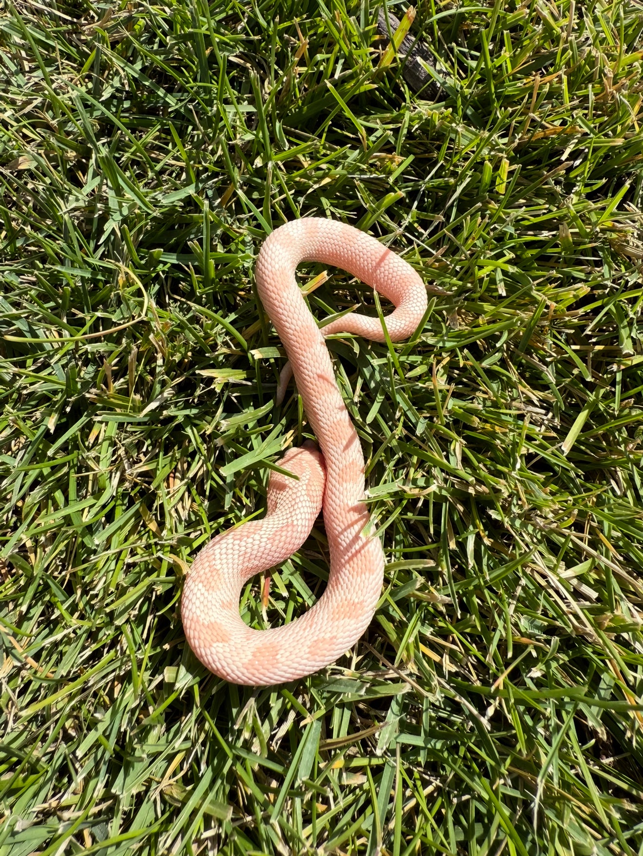 Coral Conda female hognose