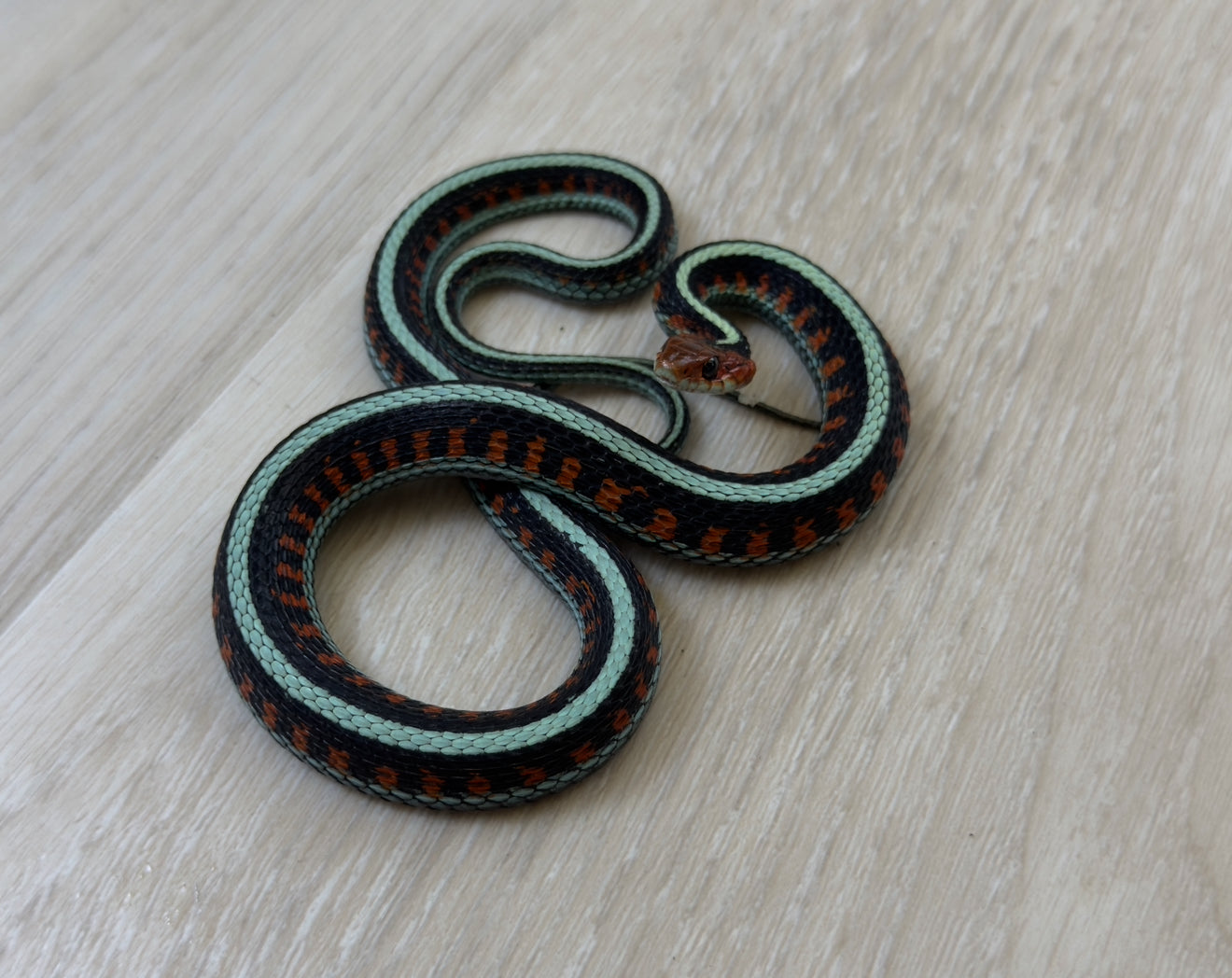 California Red Sided Garter Snakes (2)