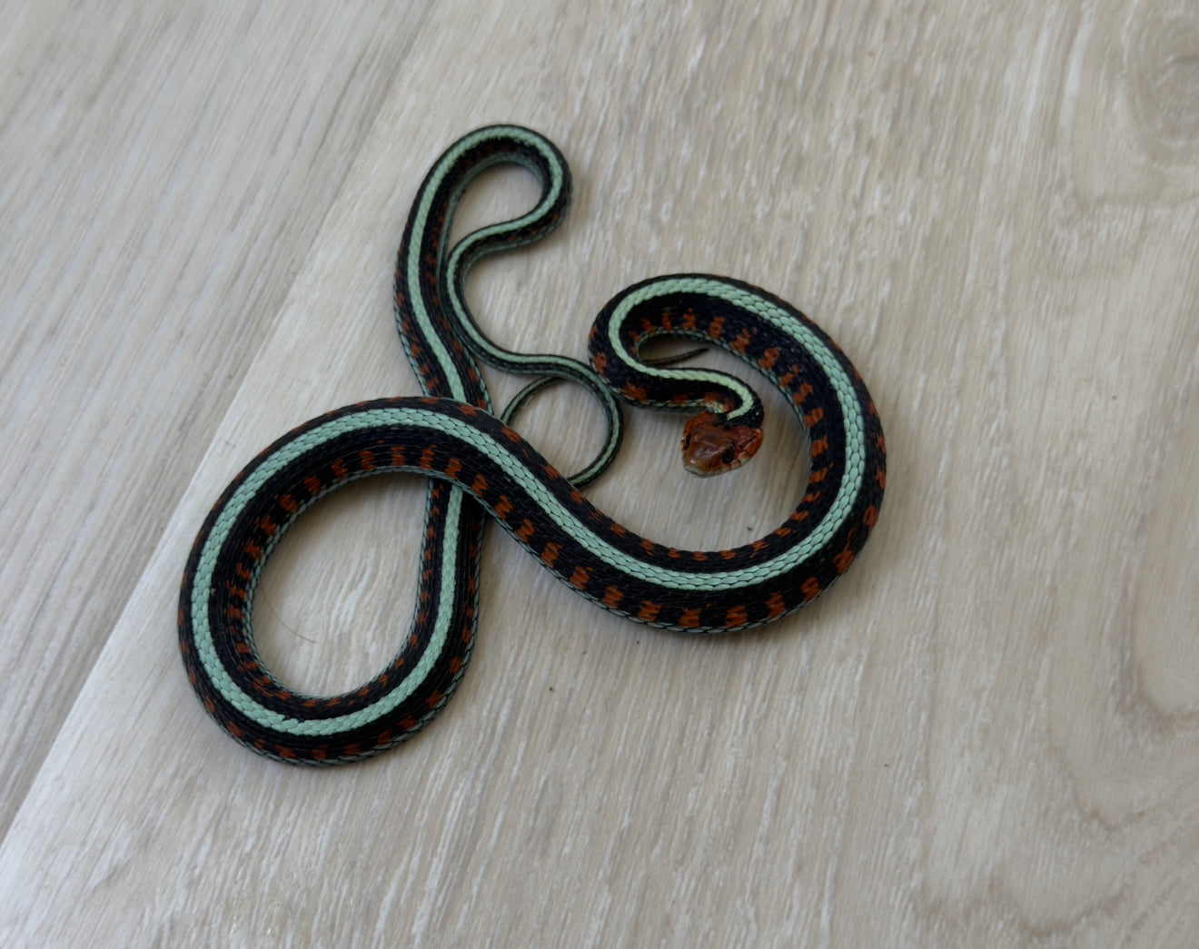 California Red Sided Garter Snakes (2)