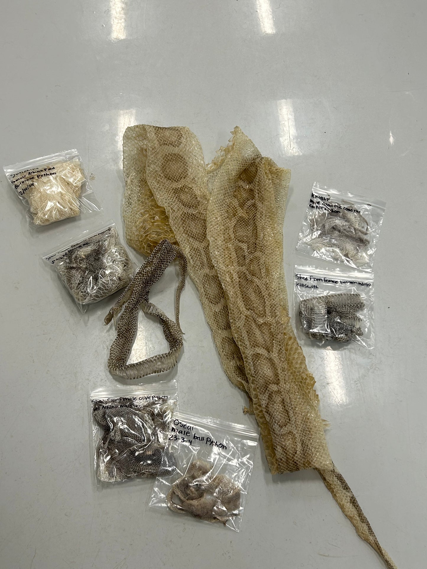 Snake Shed Mystery Box