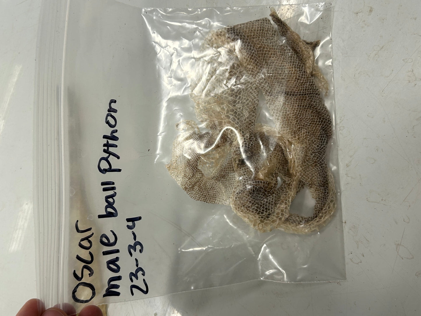 Snake Shed Mystery Box