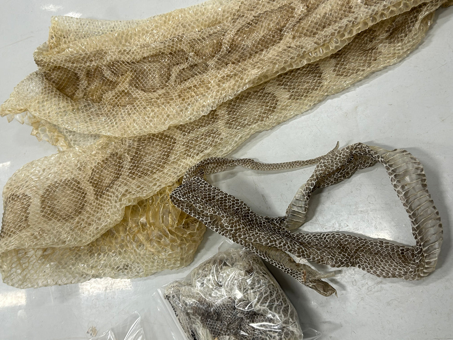 Snake Shed Mystery Box