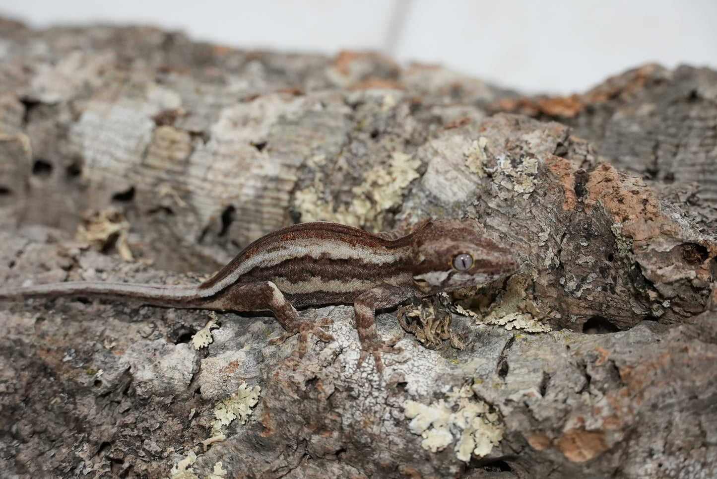 White Stripe Gargoyle Gecko (Juvenile)