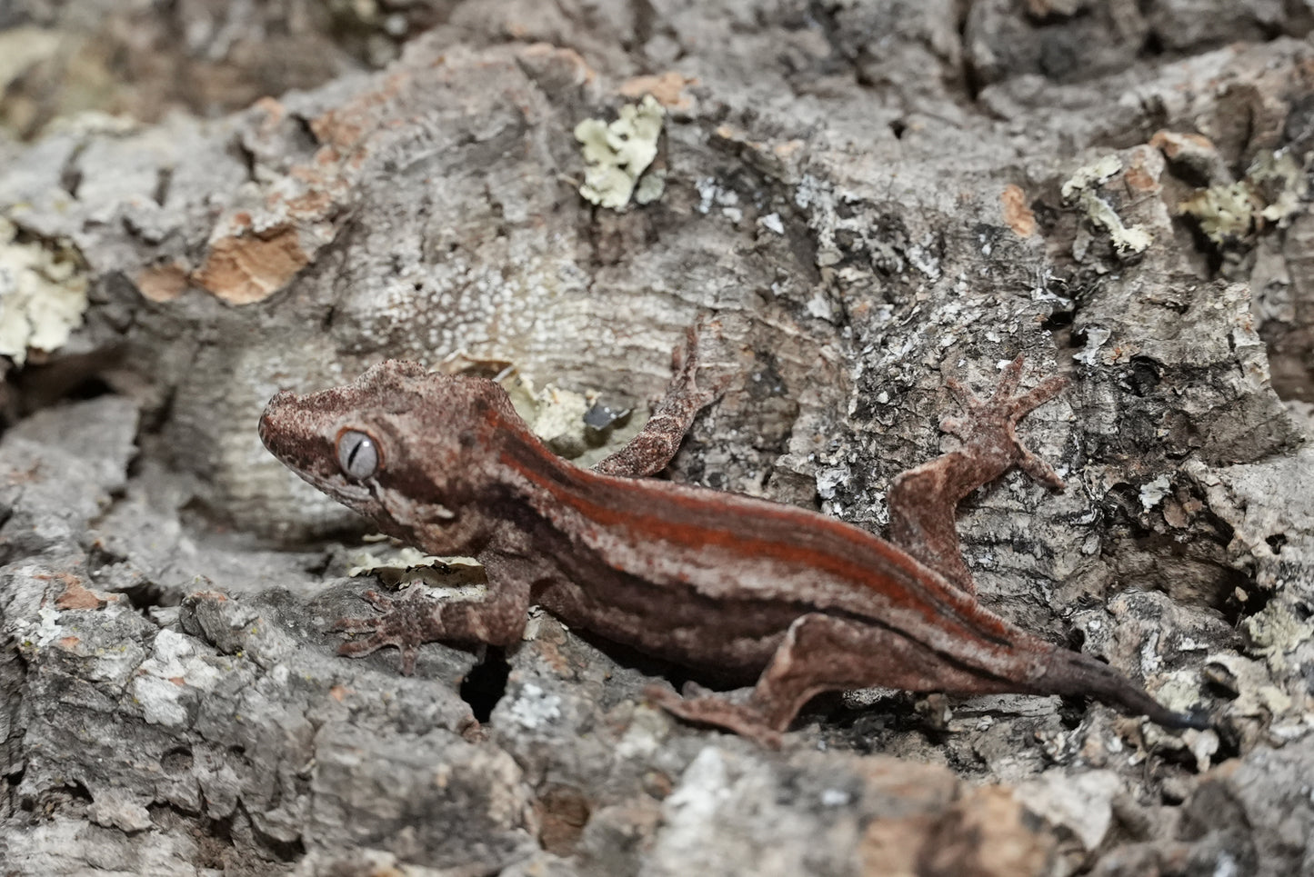 Red Stripe Gargoyle Gecko (Juvenile)
