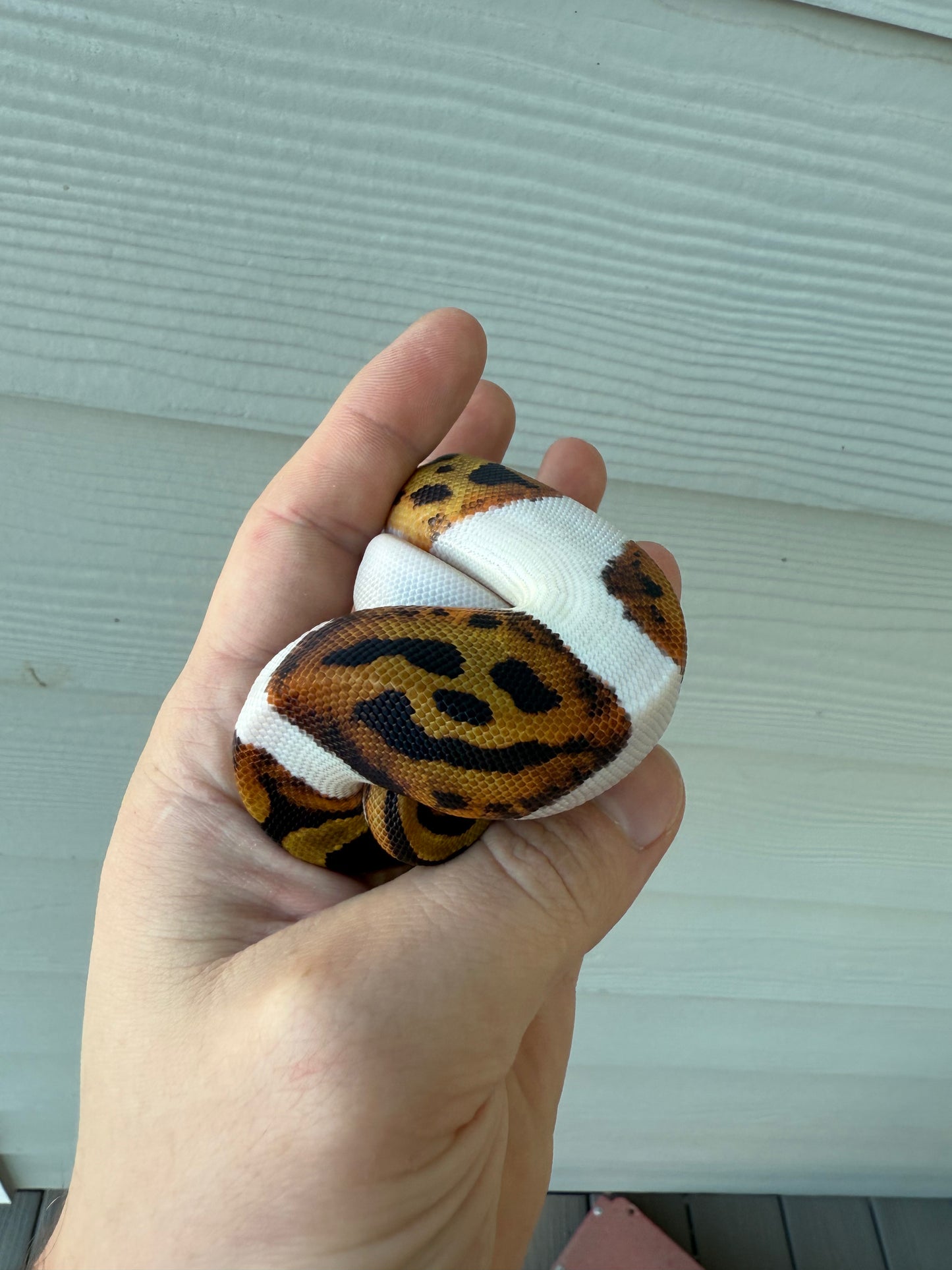 “Emoji” pied