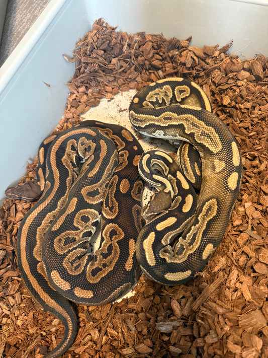 Cinnamon Het Red Axanthic Het Pied Proven Pair