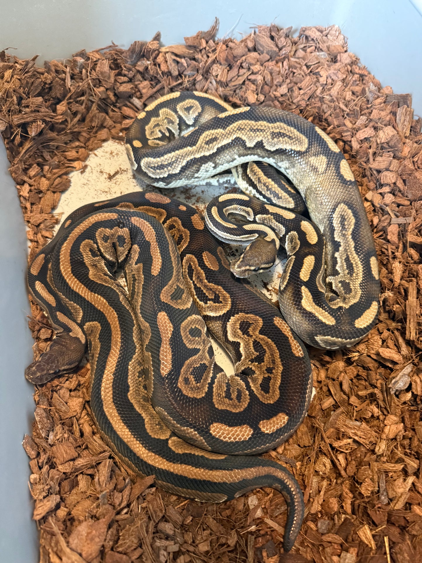 Cinnamon Het Red Axanthic Het Pied Proven Pair