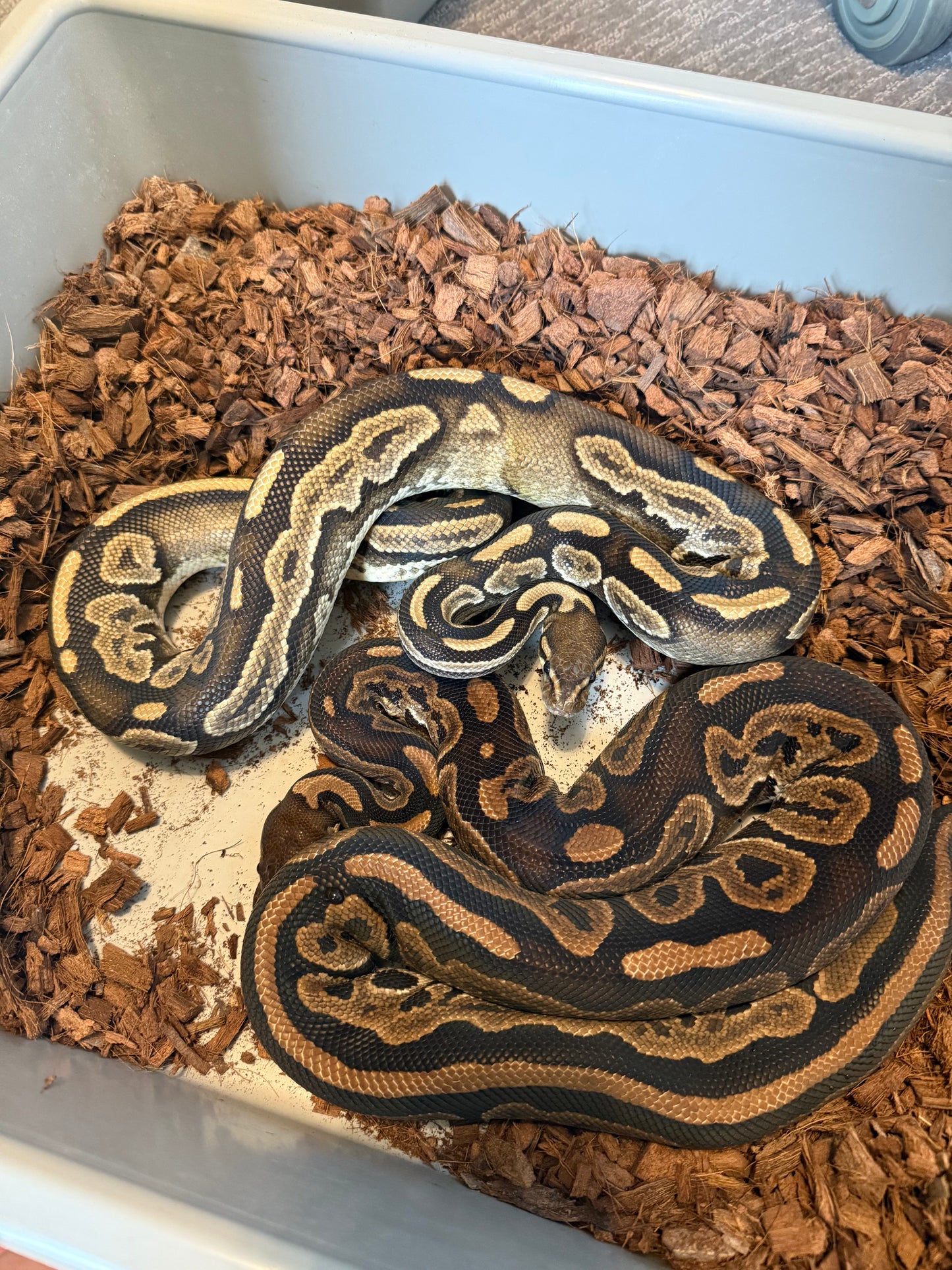 Cinnamon Het Red Axanthic Het Pied Proven Pair