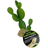 Komodo Cactus Plant Prickly Pear 6.3in